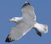 3cy argentatus in January. (80207 bytes)
